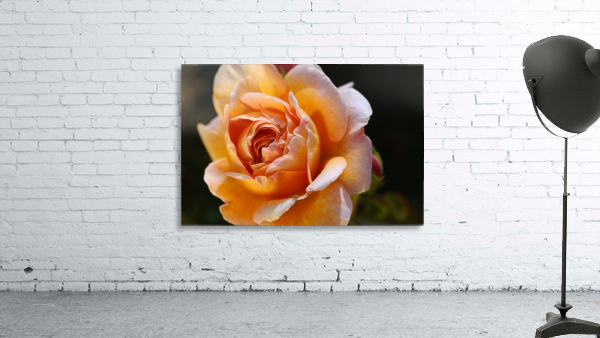Lush Orange Rose Wall Preview