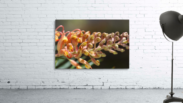 Golden Grevilleas Wall Preview