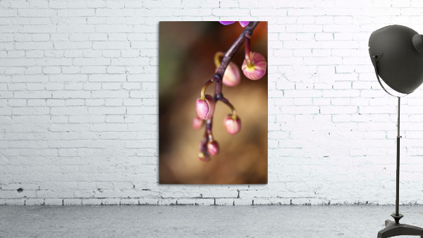 Orchid Buds Wall Preview
