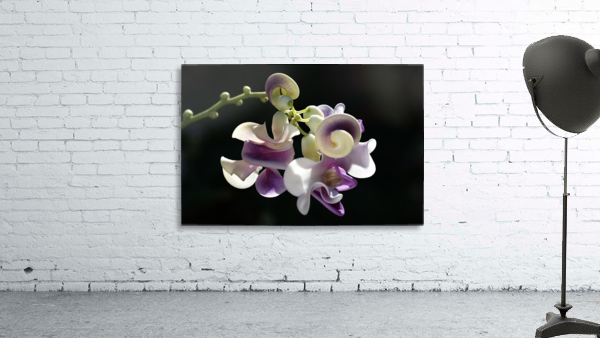 Corkscrew Flower Wall Preview