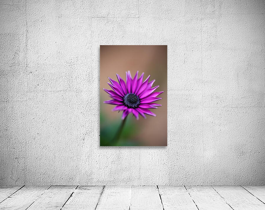 Purple Daisy Wall Preview