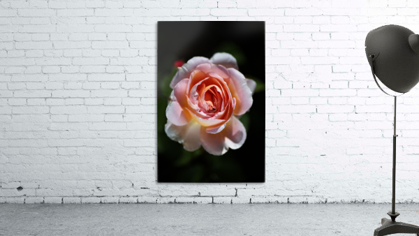 Romantic Rose Wall Preview