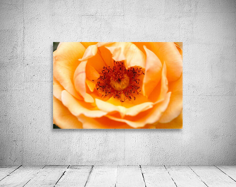 Orange Rose Eye Wall Preview
