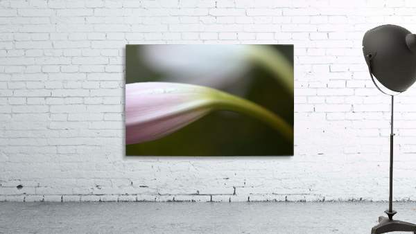 Lily Buds Wall Preview