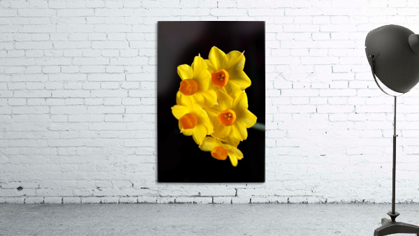 Yellow Jonquils Wall Preview