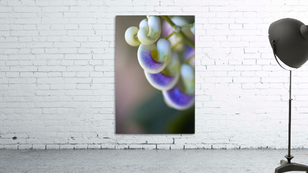 Corkscrew Flower Close Wall Preview