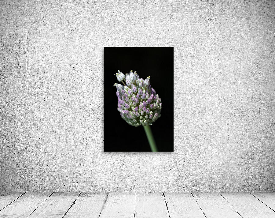 Garlic Bud Wall Preview