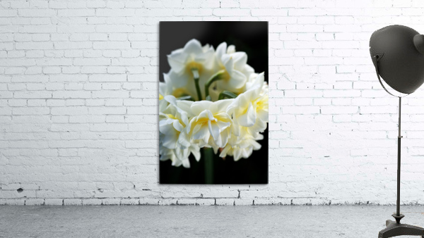 Jonquil Flower Ring Wall Preview