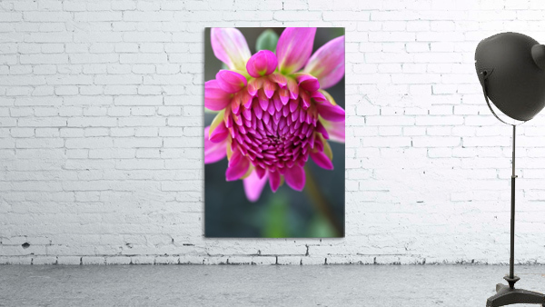 Dahlias Face Wall Preview