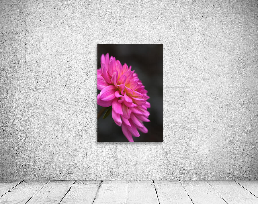 Bold Dahlia Wall Preview