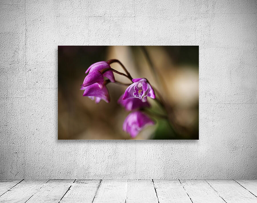 Australian Native Orchid Wall Preview