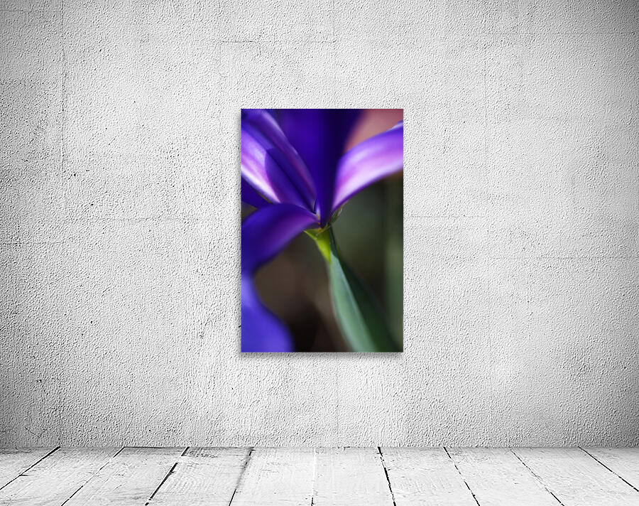 Rich Purple Iris Wall Preview