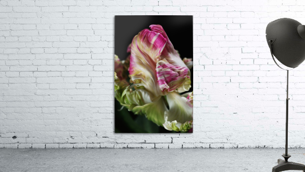 Parrot Tulip Wall Preview