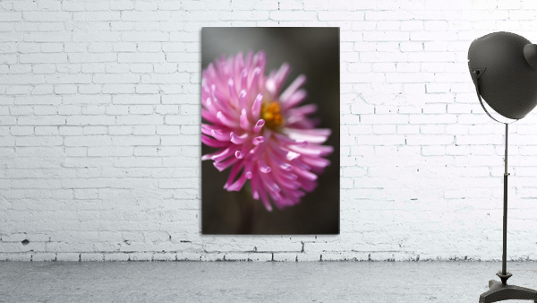 Dahlia Pink Wall Preview
