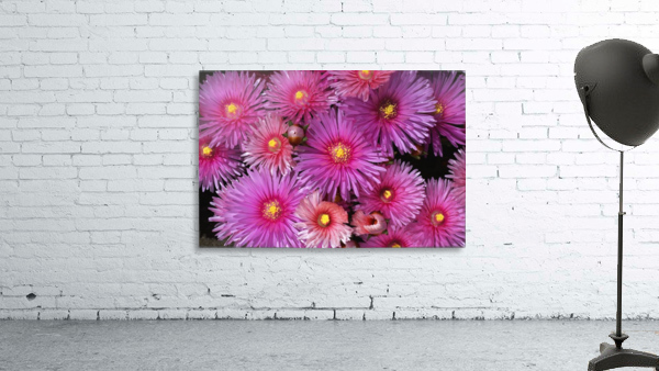 Pink Ice Plant Wall Preview