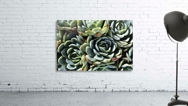 Succulent World Wall Preview
