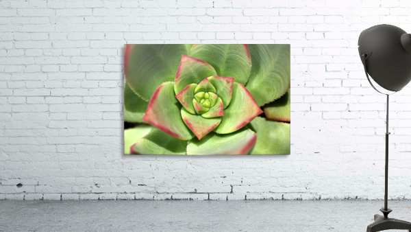 Hens And Chicks Succulent Wall Preview