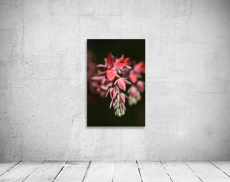 Succulent Flowers Wall Preview