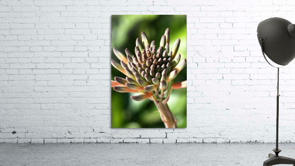 Cactus Bloom Wall Preview