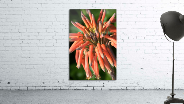 Orange Cactus Flower Wall Preview