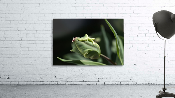 Parrot Tulip Bud  Wall Preview
