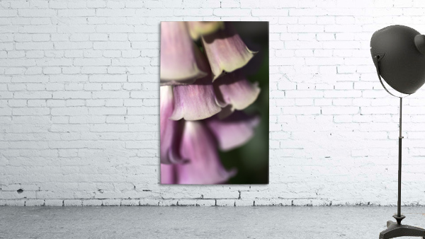 Foxglove Flowers Wall Preview