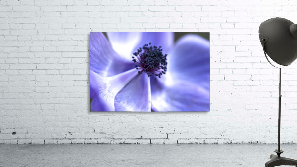 Blue Anemone Wall Preview