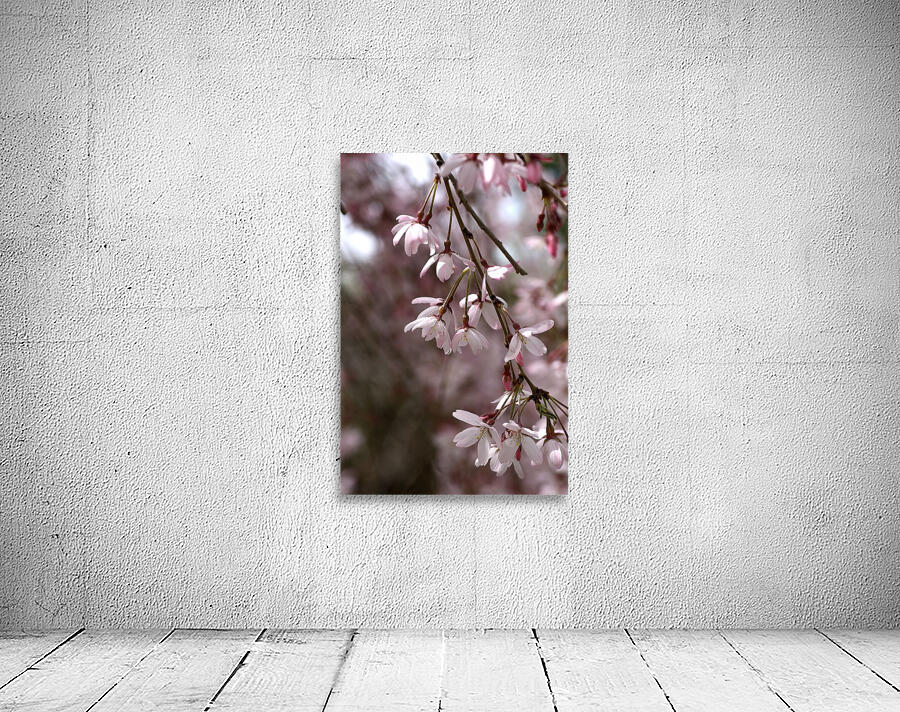 Weeping Cherry Wall Preview