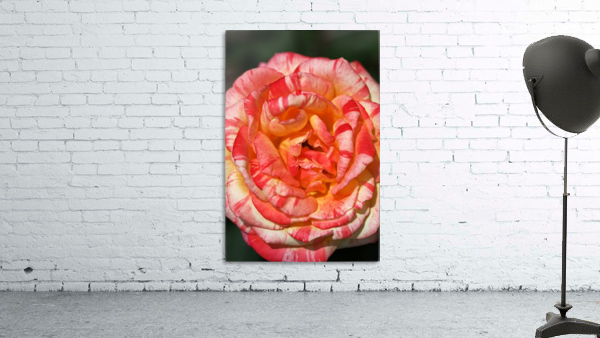 Orange Rose Display Wall Preview