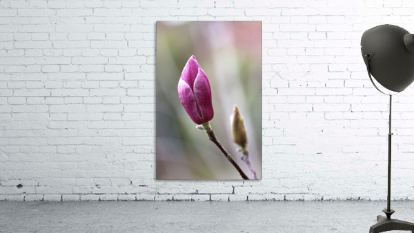 Magnolia Bud Wall Preview