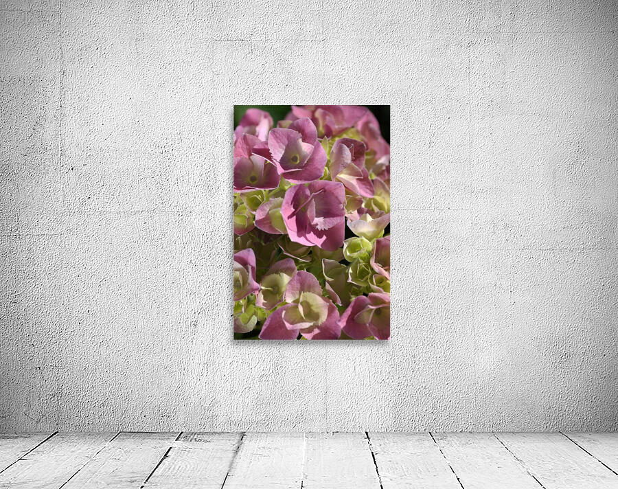 Hydrangea In Pink Wall Preview