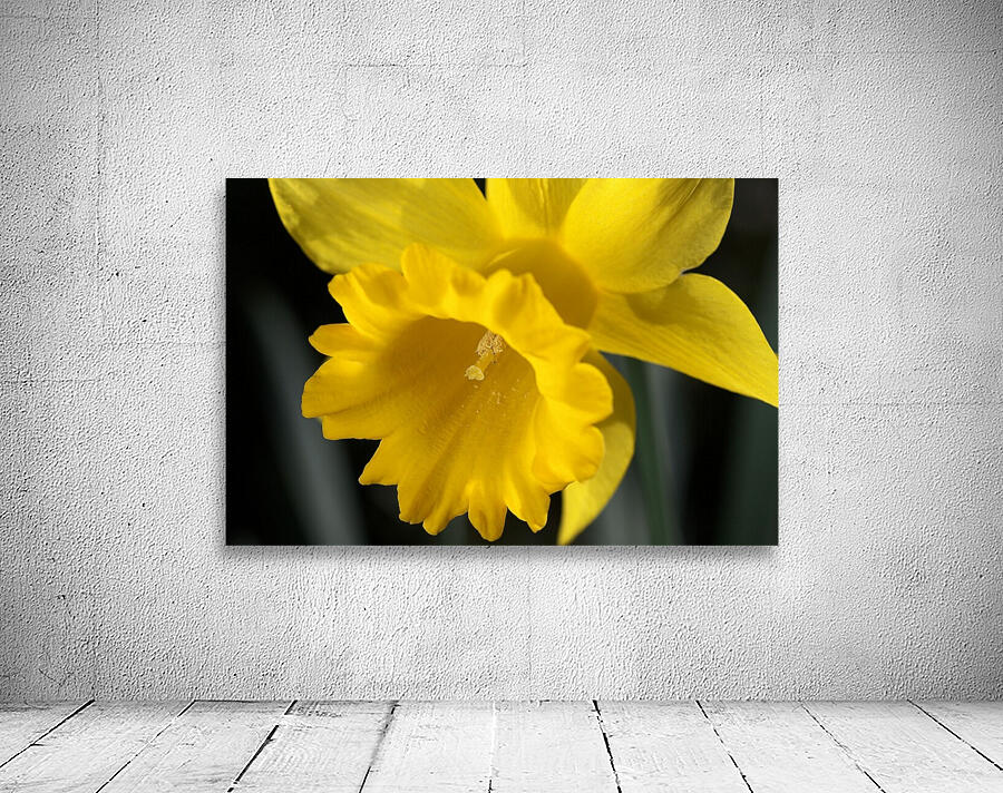 Daffodil  Wall Preview