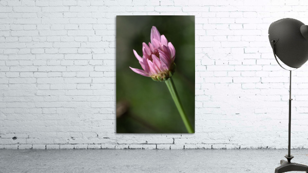 Pink Daisy Bud Wall Preview