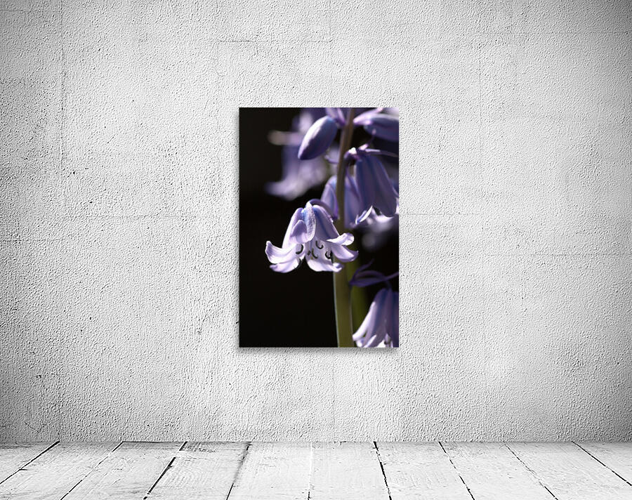 Bluebell Flower  Wall Preview