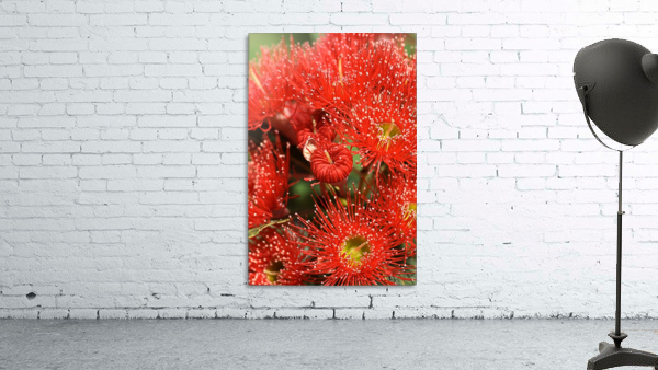 Red Eucalyptus flowers Wall Preview