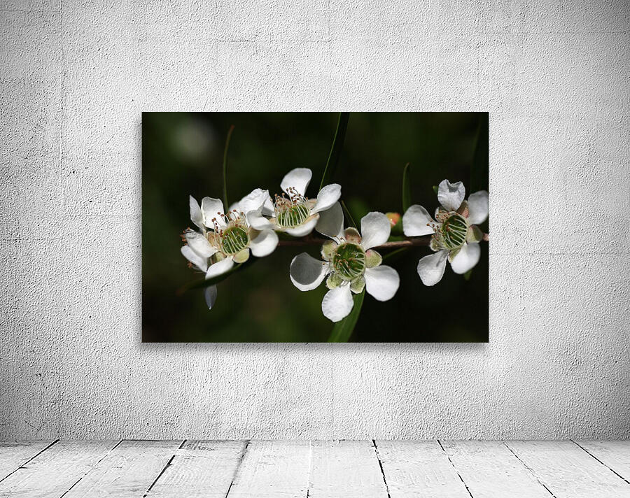 Tea Tree Flowers Wall Preview