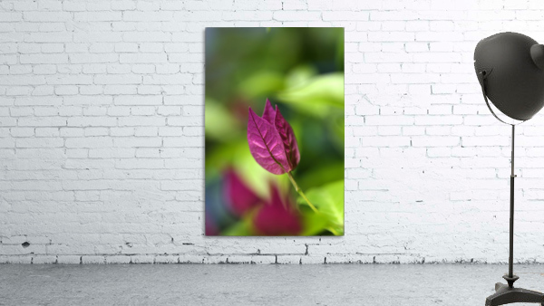 Bougainvillea  Wall Preview