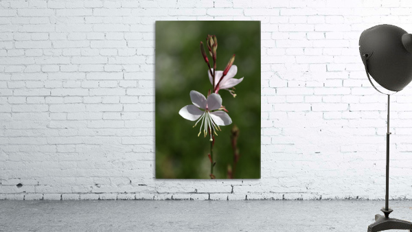 Gaura Flowers Wall Preview