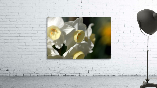 Jonquils  Wall Preview