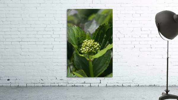 Hydrangea Bud Wall Preview