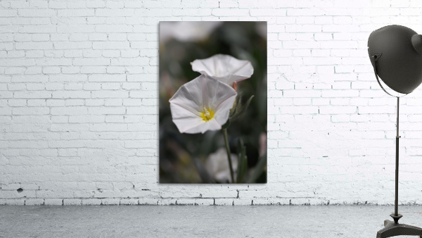 Morning Glory Wall Preview