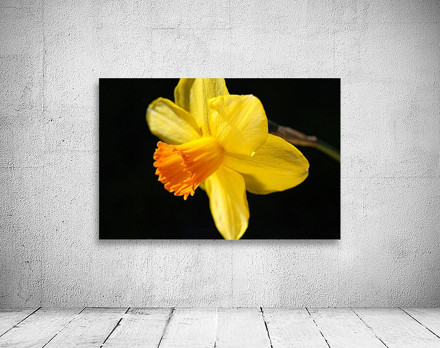 Daffodil Yellow Wall Preview