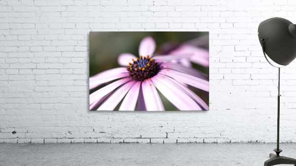 Daisy Pink Wall Preview