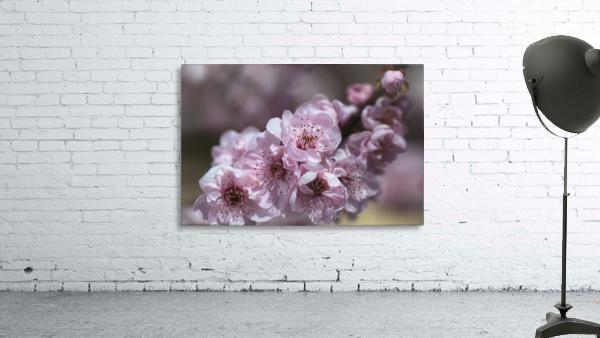 Pink Blossom Wall Preview