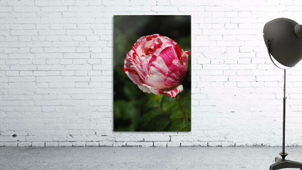 Variegated Rose  Wall Preview