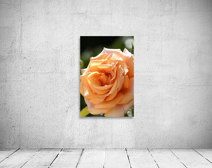 Open Orange Rose Wall Preview