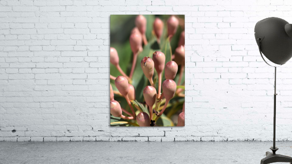 Eucalyptus Tree Buds Wall Preview