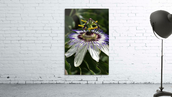 Passion Flower Wall Preview