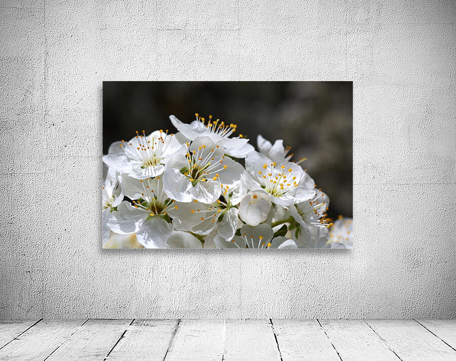 Reaching Up High Blossom Wall Preview