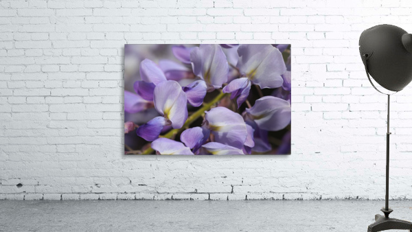 Wisteria Purples Wall Preview
